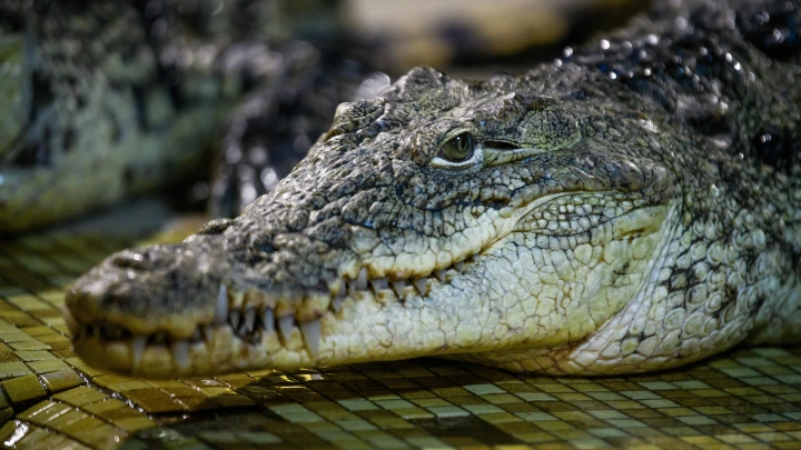 Крокодил утащил в реку рабочего пальмовой плантации в Индонезии