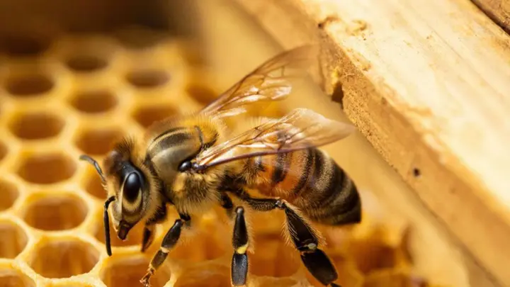 Более 1,7 тысяч семей пчел-мигрантов не пустили в Челябинскую область