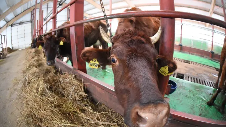 Травников назвал условия снятия карантина по пастереллёзу в Новосибирской области