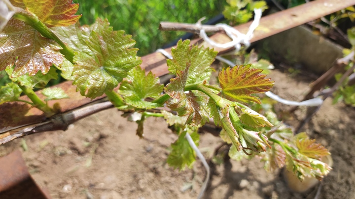 Лунный посевной календарь на 30 июня 2023: что сажать сегодня, советы садоводам и огородникам