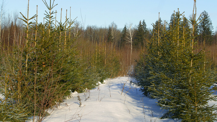 Мелитополь заготовил к Новому году две тысячи крымских сосен