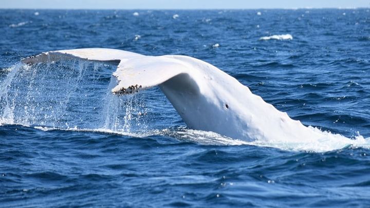 Чёрное море стало спасением. Очевидцы обнаружили редкое полосатое явление