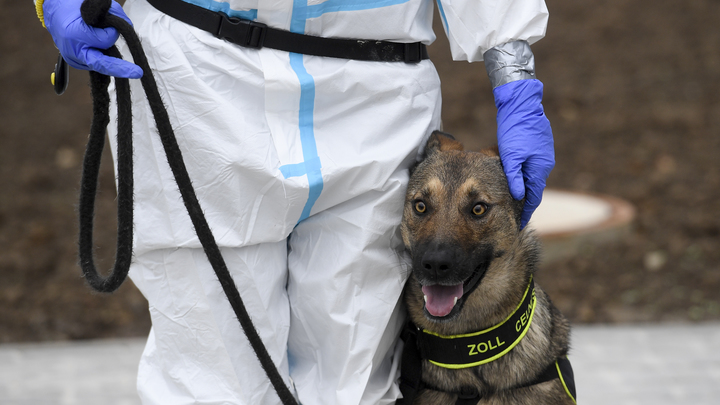 Собаки способны распознать COVID. Доказано финскими учёными