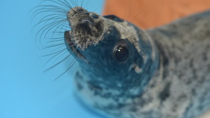 Массовую гибель тюленей в Финском заливе у Петербурга объяснили специалисты