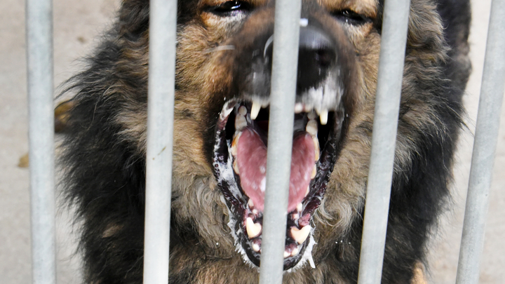 В Сочи собака насмерть загрызла четырёхлетнюю девочку