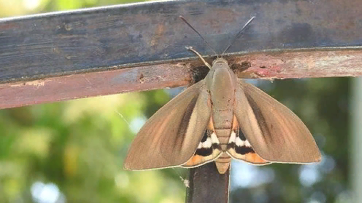 Сочинские пальмы атакуют гигантские бабочки