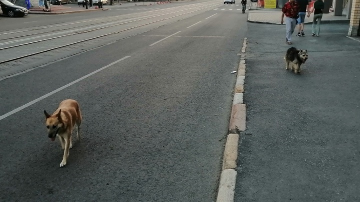 В Ленобласти бездомные собаки превращаются в каннибалов