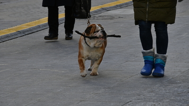 Собака отгрызла палец хозяину. Врачи восхитились поступком пса