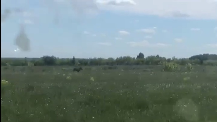 На территорию кемеровского аэропорта забрался лось