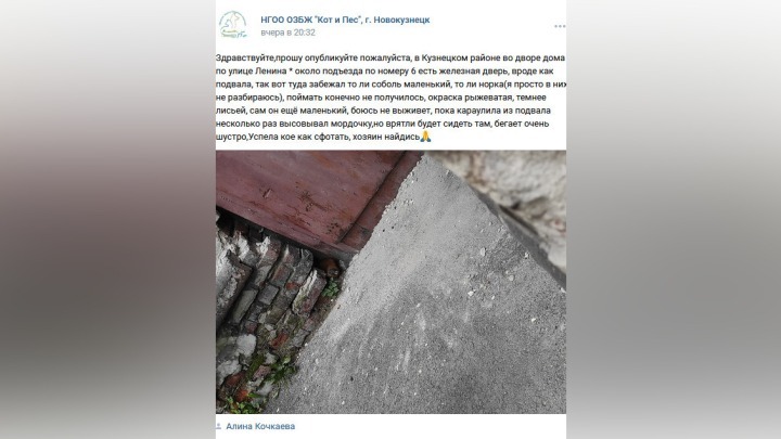 Новокузнечанка просит помочь заблудившемуся в городе дикому зверьку
