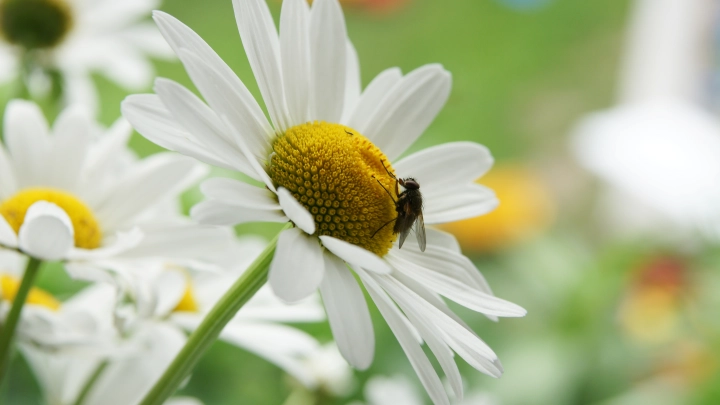 Наделят правами питомцев: В Швеции хотят дать мухам новый статус