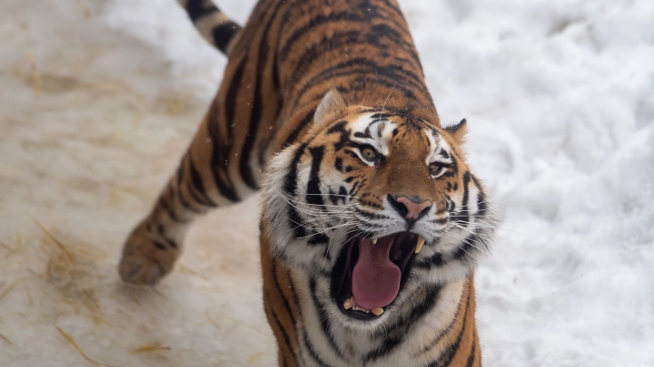 Жестокого тигра, таскавшего местных собак, отловили в Приморье