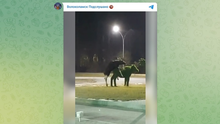 В Волоколамске лось принял скульптуру за настоящую самку и попал на видео