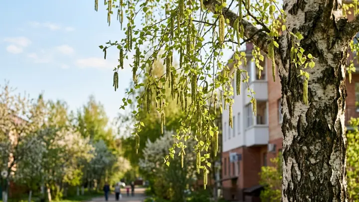 Весна на месяц раньше: врач дала советы подмосковным аллергикам
