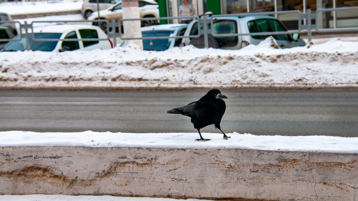 Какой сегодня праздник – на календаре 17 марта