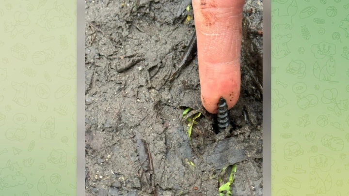 Жители Подмосковья забили тревогу из-за опасных ловушек