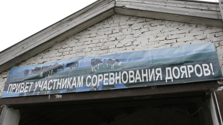 Роботизированная молочная ферма на 140 коров открылась в Арзамасе