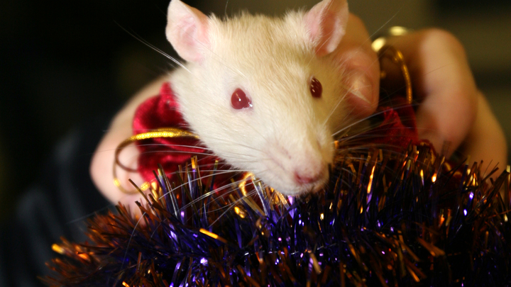 Американские учёные научились предсказывать поведение крыс