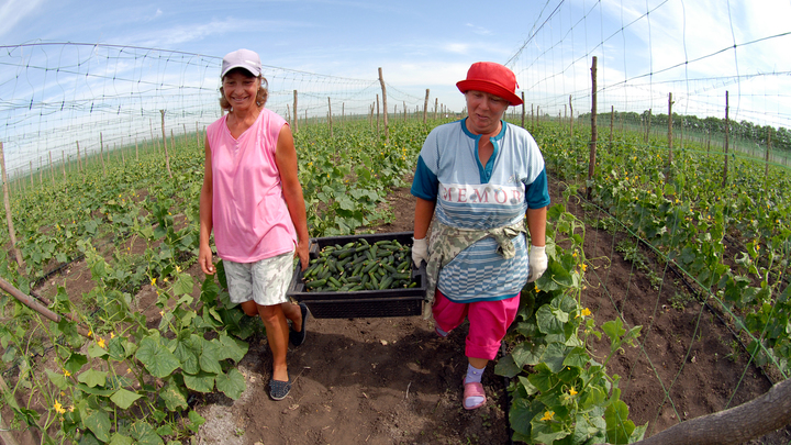 Пришёл, увидел, порыхлил: Туманов дал важный совет садоводам