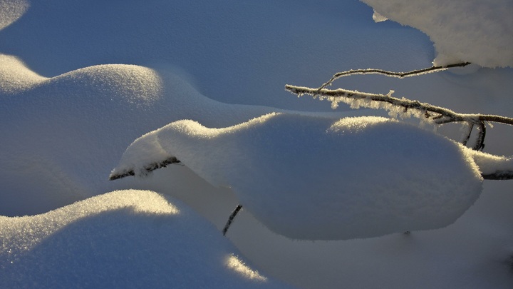 Сурки не проснулись: приметы обещают долгую и снежную зиму