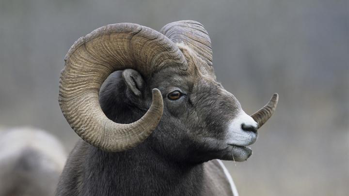 Ради всего стада: В ответ на оскорбительный призыв прививаться депутата послали на бойню