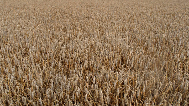 В Италии на пшеничном поле появились 11 огромных русских букв и голубые глаза