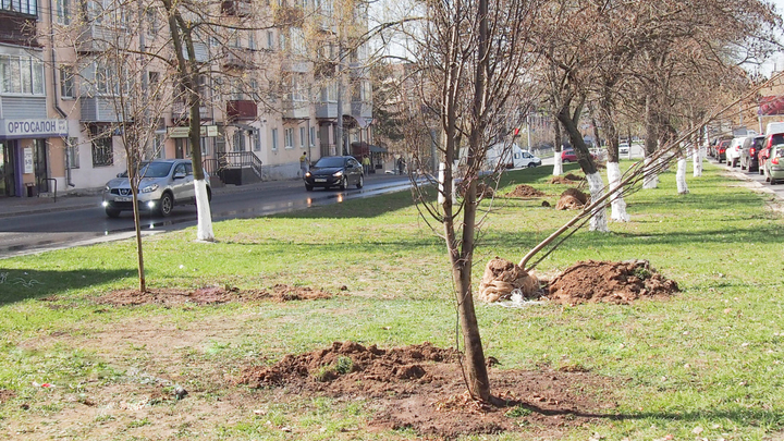 На двух улицах Владимира высадили 42 липы вместо ранее спиленных деревьев