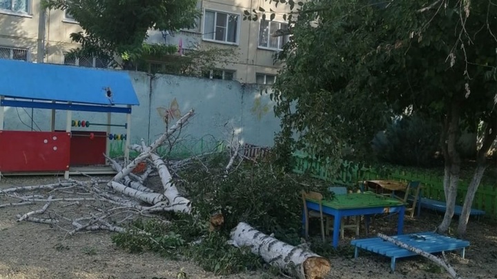 На игровой площадке детского сада в Армавире упало дерево