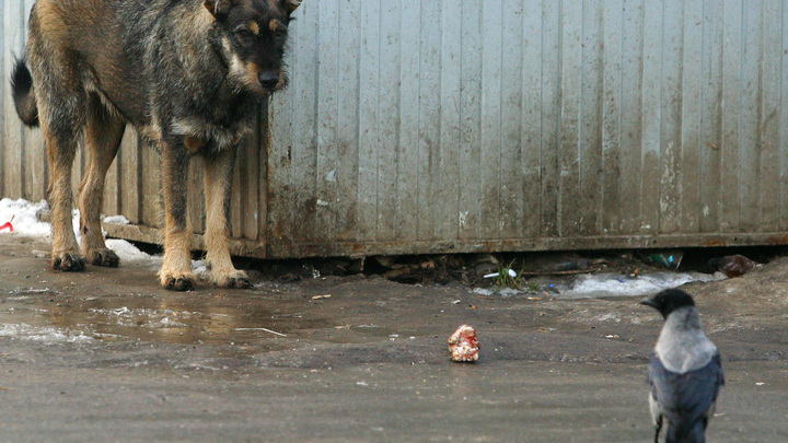 Собачье дело: в России введут обязательное чипирование животных и штрафы за их самовыгул