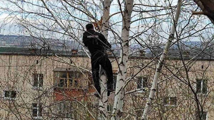 В Златоусте росгвардеец залез на высоченную берёзу ради кота