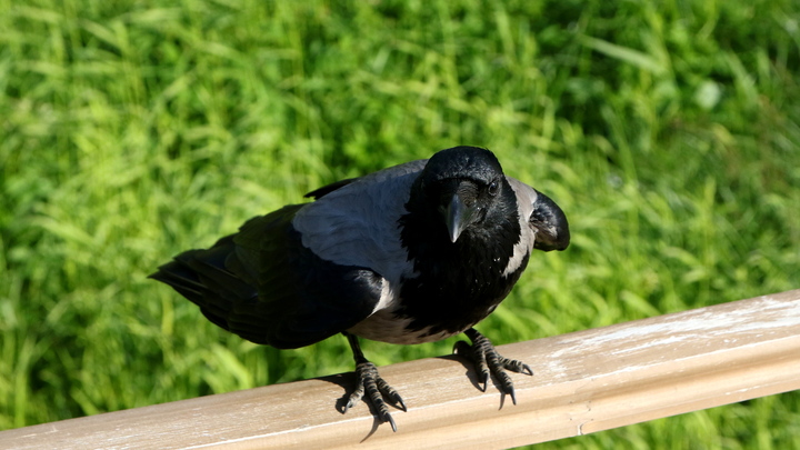 Придется терпеть до июля: жителям Поморья объяснили, почему нападают вороны