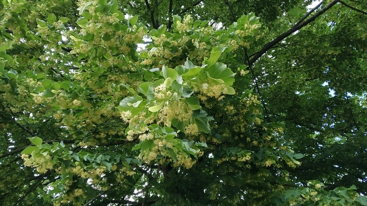 Какой праздник 4 июля 2023: традиции и приметы