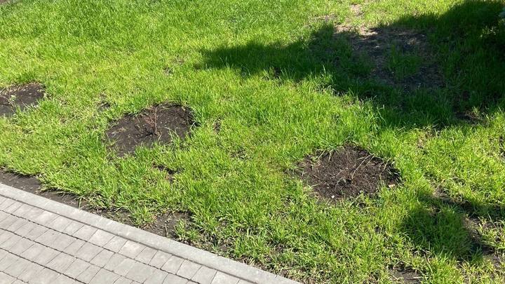 В новом сквере в центре Челябинска погибли десятки кустов и деревьев