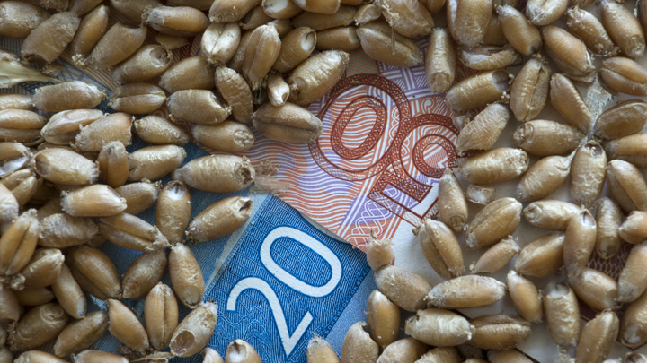 Русская пшеница мешает итальянцам: Импорт вырос более чем на тысячу процентов