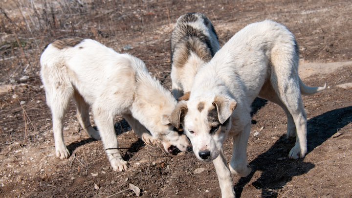 Глава СК России велел разобраться в нападении бездомных псов на ребёнка в Озёрске