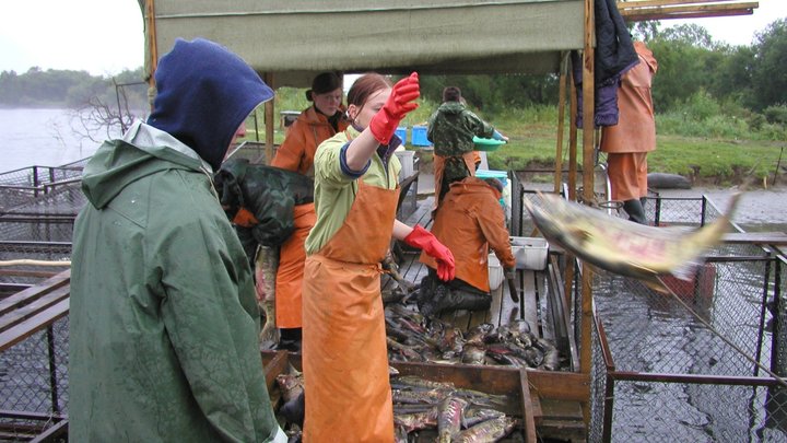 Какие новые меры поддержки для рыбоводов введут в Архангельской области