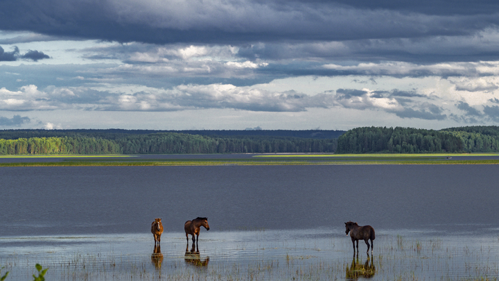 Что за розовую лишайницу нашла жительница Поморья, ставшую открытием для заповедника