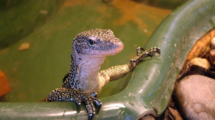 Расплата за рептилию: похитителей акантозавра из Ленинградского зоопарка отправили в колонию