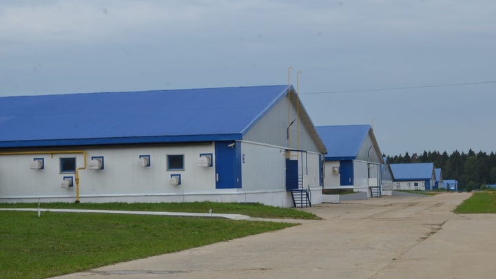 Во Владимирской области свинокомплекс запустили на год позже обещанного