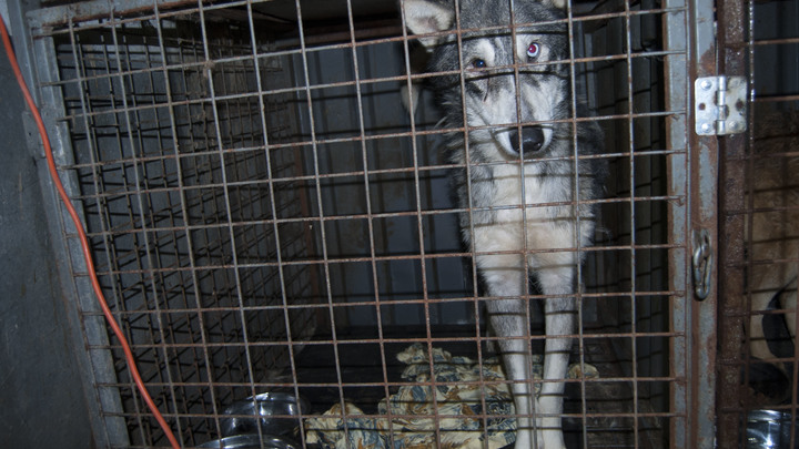 Фото предоставлено Царьграду волонтёрами.