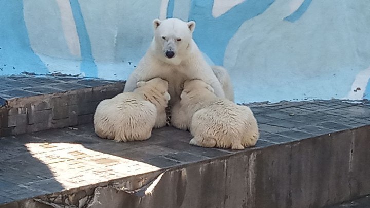 Весной Новосибирский зоопарк поднимет цену билета на 100 рублей