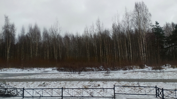 Глава СК Бастрыкин поручил проверить законность вырубки деревьев под застройку в Новосибирске