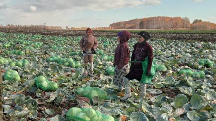 Нашли в капусте: полицейские провели рейд по незаконным мигрантам в полях