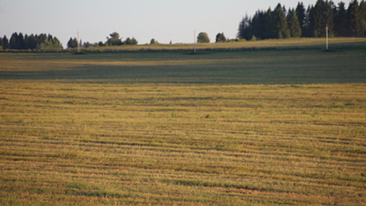 На русских полях появилась экзотическая сельхозкультура