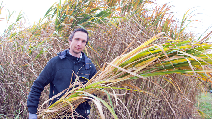 Что такое мискантус и чем он опасен для России - биологи забили тревогу