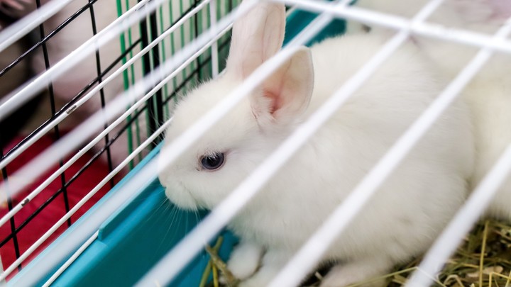 Могут порвать вены взрослому: Подумайте, прежде, чем дарить кролика на Новый год