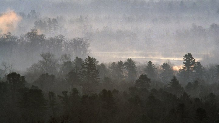 В Приморье тигр запер жителей по домам: На улицу выходить запретили всем