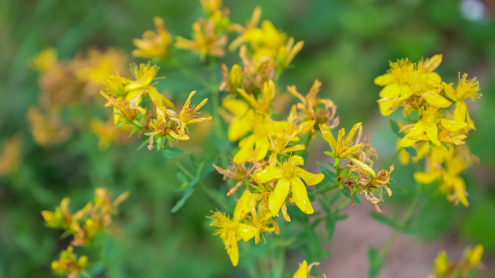 Панацея от тысячи болезней: этот дикорос имеет массу полезных свойств