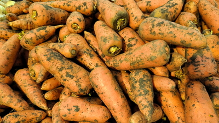Ученые считают морковь хорошим лекарством от онкологии