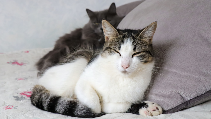 День кошки в России 2024: поздравления в стихах и прозе